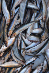 Obraz premium Fresh saltwater fish.