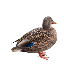 The mallard or wild duck (Anas platyrhynchos), isolated on white background