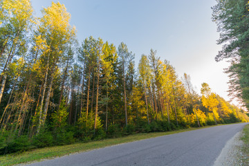 Obraz premium Autumn landscape with road and beautiful colored trees