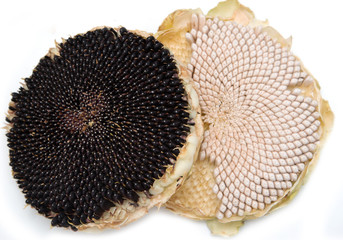 fresh sunflower seeds