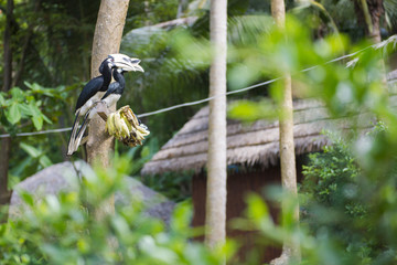 hornbill perching on a branch in the forest