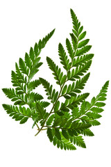 green fern leaf isolated