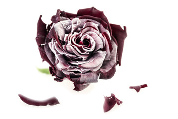 frozen red rose on wthite background