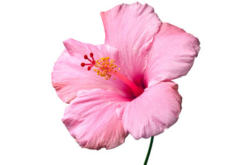 Pink hibiscus isolated