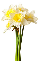Fototapeta na wymiar White Spring Daffodil Flower Bunch Isolated on White Background