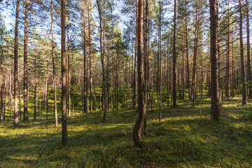 Obraz premium Autumn forest landscape. Colorful season. Curved trees