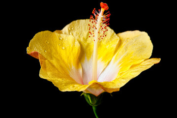 Fototapeta na wymiar hibiscus flower