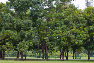 Green park with trees and grass in park.