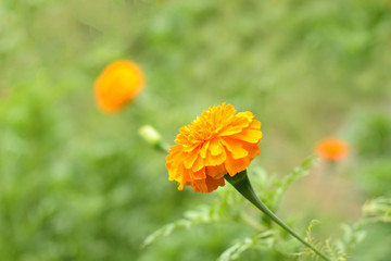 marigold