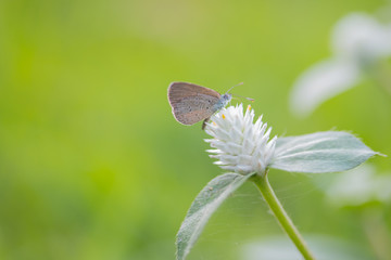 Butterfly with white flower.