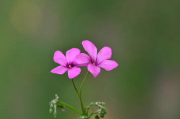 Close up Pink Flower 