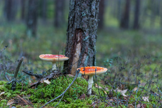 Poisonous mushroom. Amanita mushroom