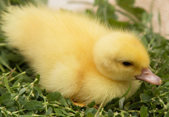 little duckling in the grass