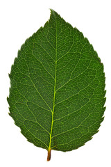 green leaf isolated