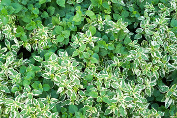 Obraz premium Green plant in the garden.