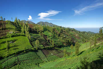 Vegetable crops on the hilly fields. Java, Indonesia