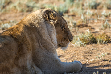 Safari - Löwe