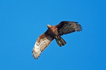 European Honey Buzzard (Pernis apivorus)