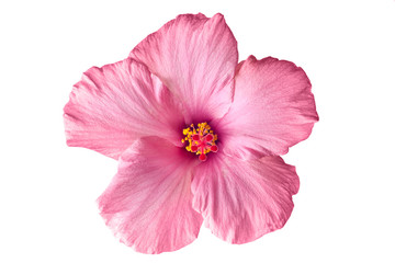 Pink hibiscus isolated