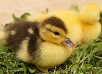 little duckling in the grass