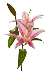 pink lily
