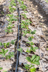 Grow up young salad  Rows of Agricultural farming  field