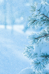 Winter background with a snow-covered pine branches and snow falling