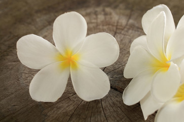 Fototapeta na wymiar Plumeria flower on old wood floor.