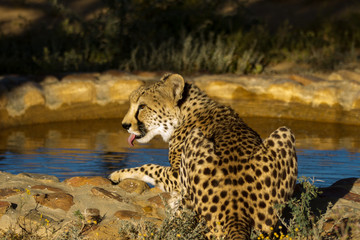 Obraz premium Safari - Cheetah