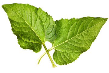 sunflower leaves isolated