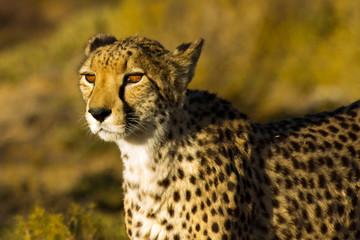 Safari - Cheetah