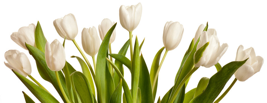 Fototapeta Wiosenne tulipany w kolorze białym