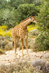 Giraffen in Südafrika