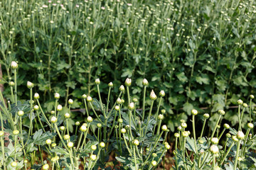 Young flower garden  plant