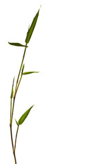 Fototapeta na wymiar Bamboo Isolated on White Background