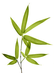 Bamboo Isolated on White Background