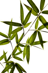 Bamboo Isolated on White Background
