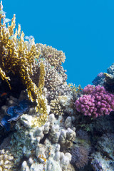 Fototapeta na wymiar coral reef with violet hard corals poccillopora in tropical sea, underwater
