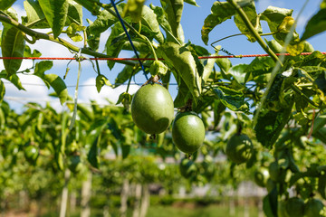 Passion fruits on the vine