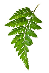 green fern leaf isolated