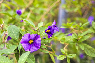 solanum