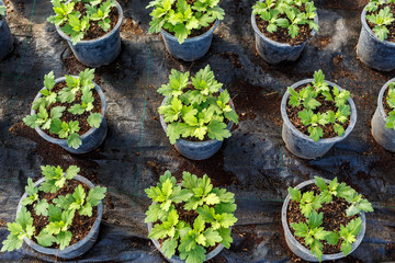 Young flower garden  plant