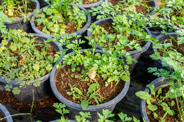 Young flower garden  plant