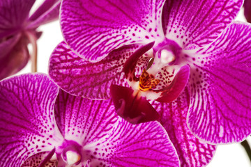 Fototapeta na wymiar Purple Striped Dendrobium Orchid Blossoms