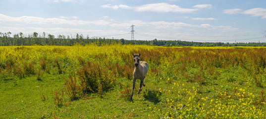 Foal running in a field with wild flowers in summer