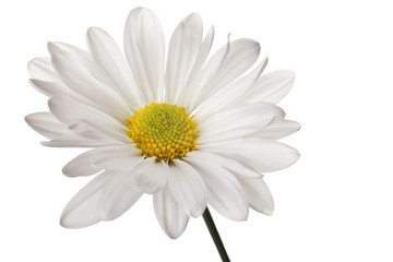Naklejka premium white daisy