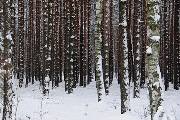Las zimą. © boguslavus