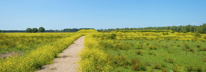 Fototapeta premium Wild flowers in a field in summer 