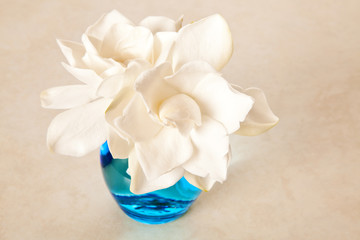 White Gardenia Blossom