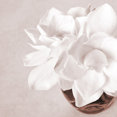 Fototapeta na wymiar White Gardenia Blossom